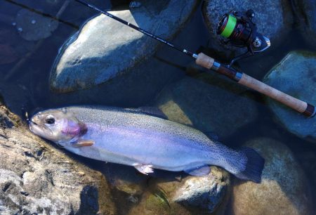 久しぶりの３０匹超え ～天竜川ルアーフライ専用区～